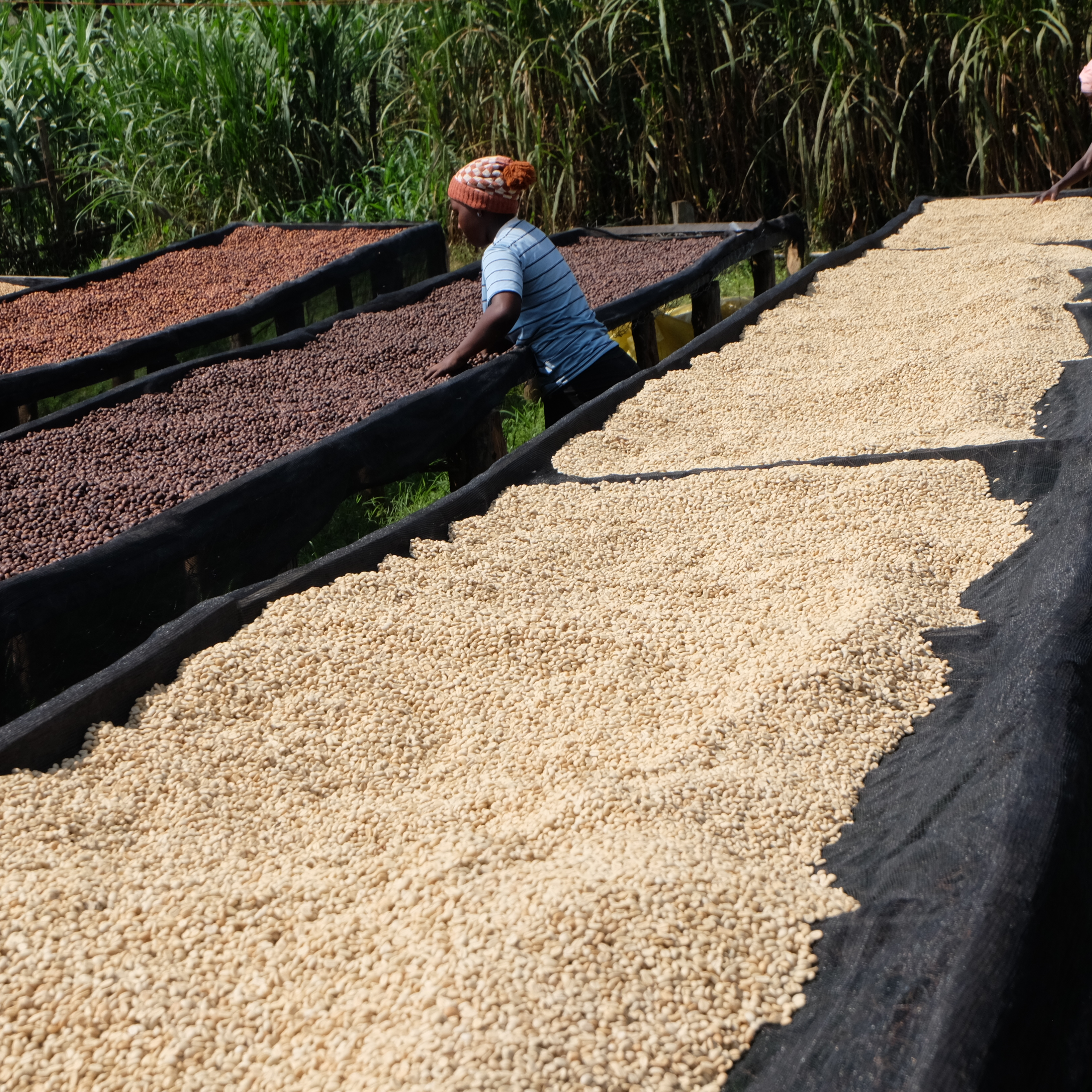 Rwanda Rugali A1 TOP Washed(24/25年クロップ) | ORIGIN COUNTRIES